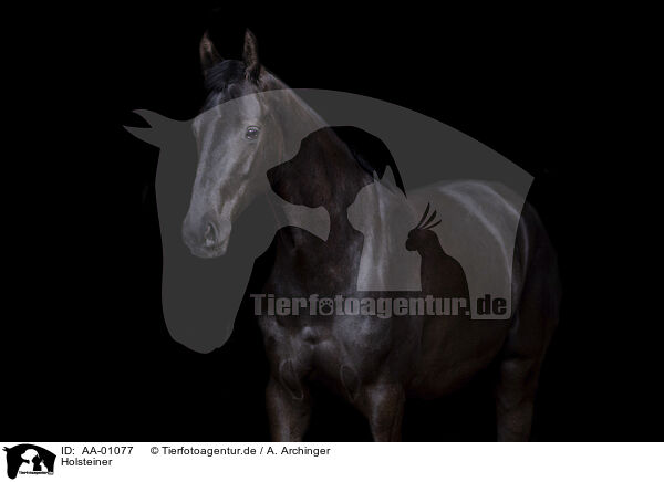Holsteiner / holsteins horse / AA-01077