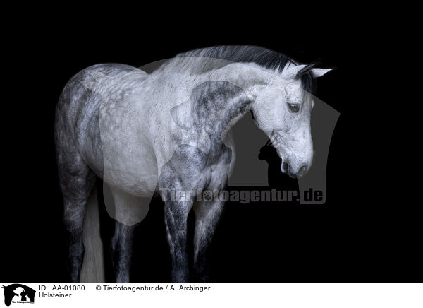 Holsteiner / holsteins horse / AA-01080