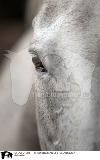 Holsteiner / holsteins horse / AA-01081