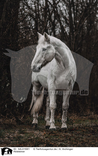 Holsteiner / Holstein horse / AA-01681