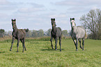 Pferdeherde auf der Weide