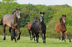 galoppierende Holsteiner