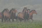 galoppierende Holsteiner