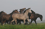 trabende Holsteiner