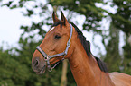 Holsteiner Portrait