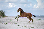 Holsteiner Stutfohlen am Strand