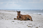 Holsteiner Stutfohlen am Strand