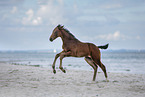 Holsteiner Stutfohlen am Strand