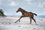 Holsteiner Stutfohlen am Strand