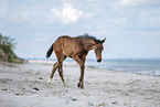 Holsteiner Stutfohlen am Strand