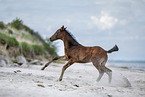 Holsteiner Stutfohlen am Strand