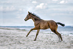 Holsteiner Stutfohlen am Strand