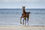 Holsteiner Stutfohlen am Strand