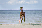 Holsteiner Stutfohlen am Strand