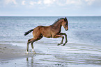 Holsteiner Stutfohlen am Strand