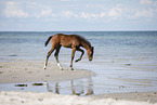 Holsteiner Stutfohlen am Strand