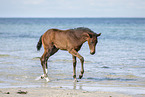 Holsteiner Stutfohlen am Strand