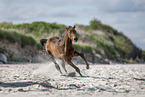 Holsteiner Stutfohlen am Strand