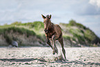 Holsteiner Stutfohlen am Strand