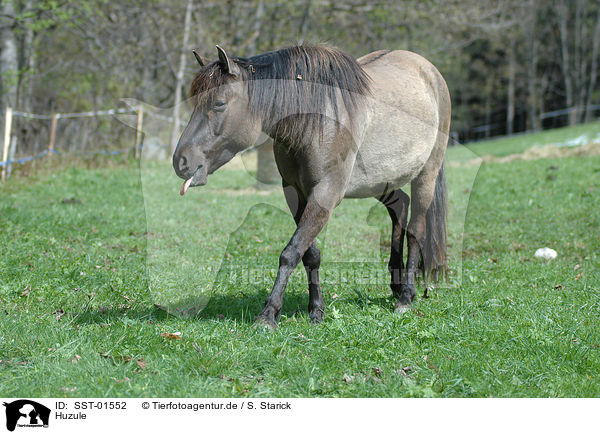 Huzule / hucul pony / SST-01552