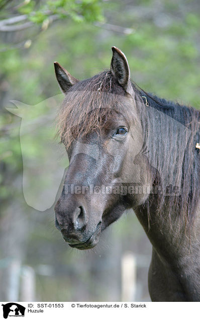 Huzule / hucul pony / SST-01553