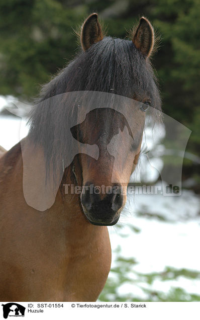 Huzule / hucul pony / SST-01554