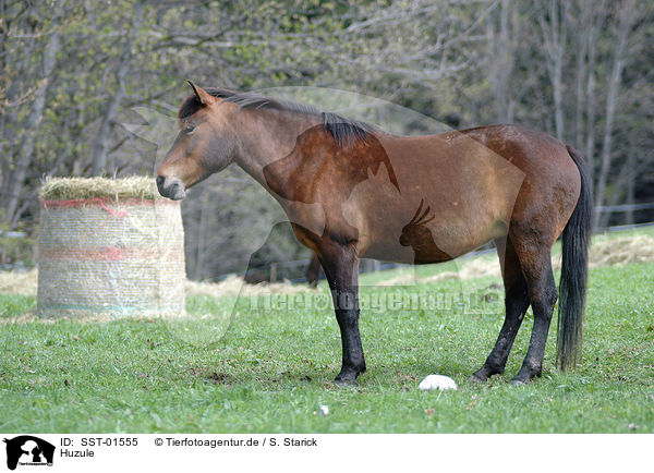 Huzule / hucul pony / SST-01555