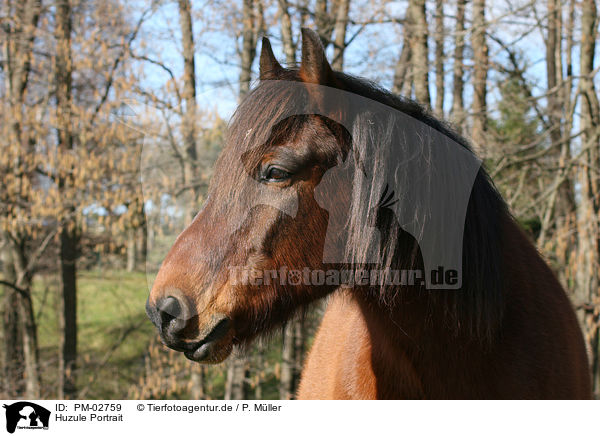Huzule Portrait / Carpathian pony Portrait / PM-02759
