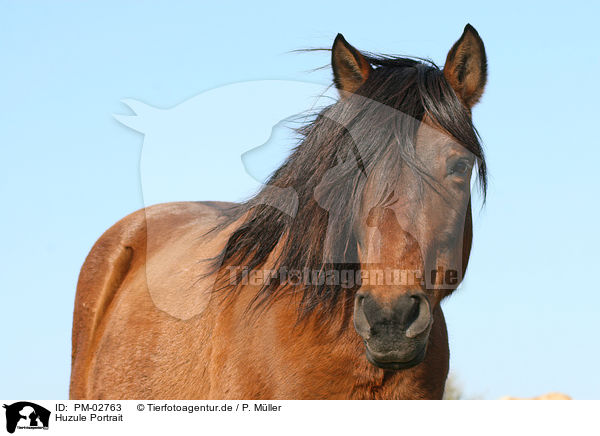Huzule Portrait / Carpathian pony Portrait / PM-02763