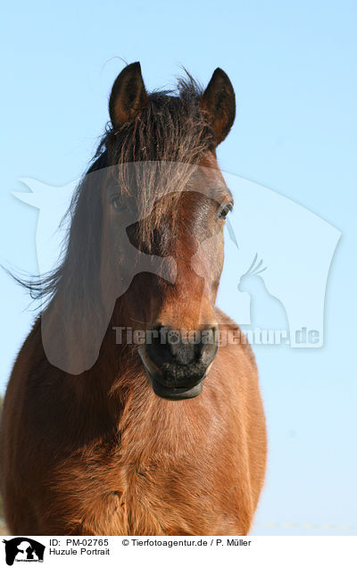 Huzule Portrait / Carpathian pony Portrait / PM-02765