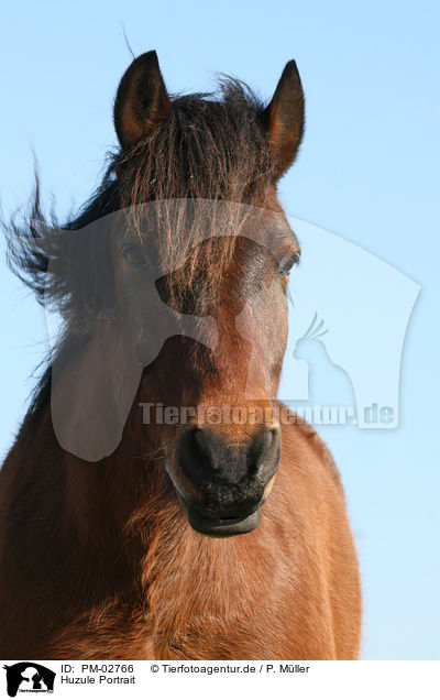 Huzule Portrait / Carpathian pony Portrait / PM-02766