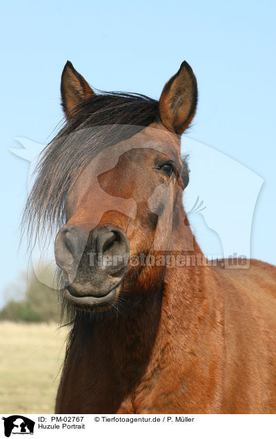 Huzule Portrait / Carpathian pony Portrait / PM-02767