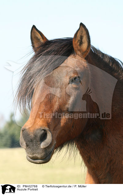 Huzule Portrait / Carpathian pony Portrait / PM-02768