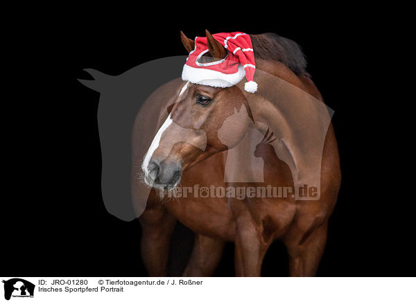 Irisches Sportpferd Portrait / JRO-01280