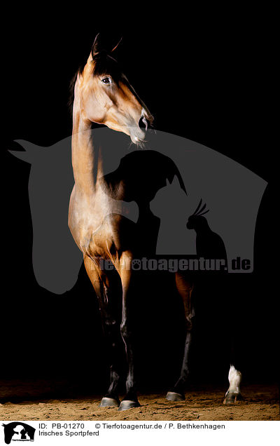 Irisches Sportpferd / PB-01270
