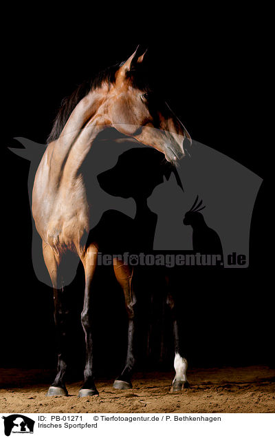 Irisches Sportpferd / Irish Sport Horse / PB-01271