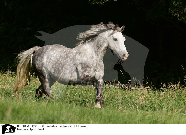 Irisches Sportpferd / Irish Sport Horse / HL-03438