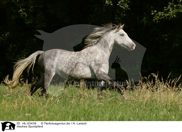 Irisches Sportpferd / Irish Sport Horse / HL-03439