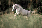 Irisches Sportpferd