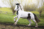 Irish Drum Horse