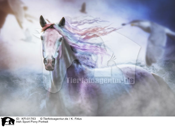 Irish Sport Pony Portrait / KFI-01763