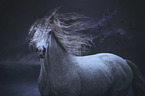 Irish Sport Pony Portrait