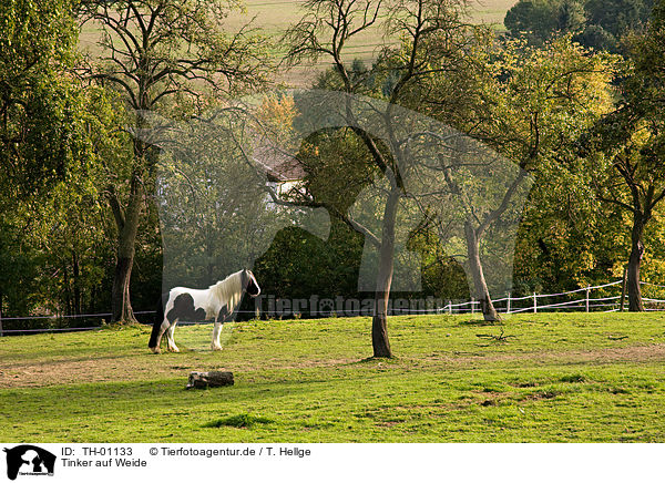 Tinker auf Weide / Tinker on meadow / TH-01133