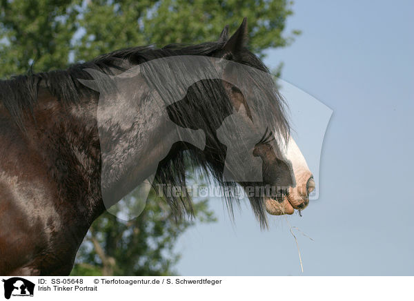 Irish Tinker Portrait / SS-05648