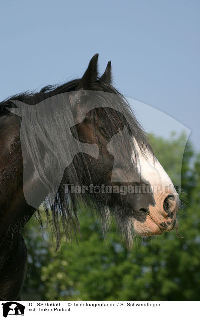 Irish Tinker Portrait / SS-05650