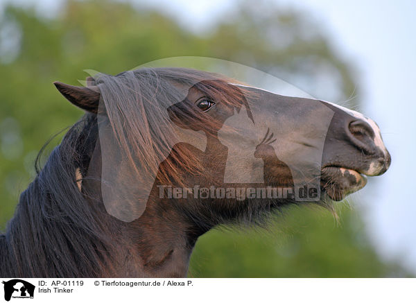 Irish Tinker / Irish Tinker / AP-01119