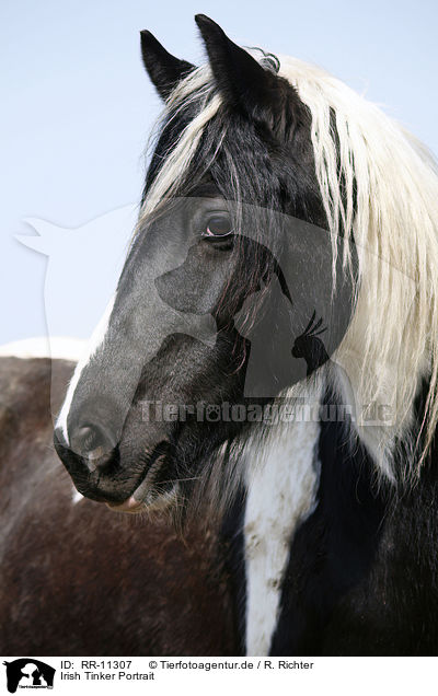 Irish Tinker Portrait / Irish Tinker Portrait / RR-11307