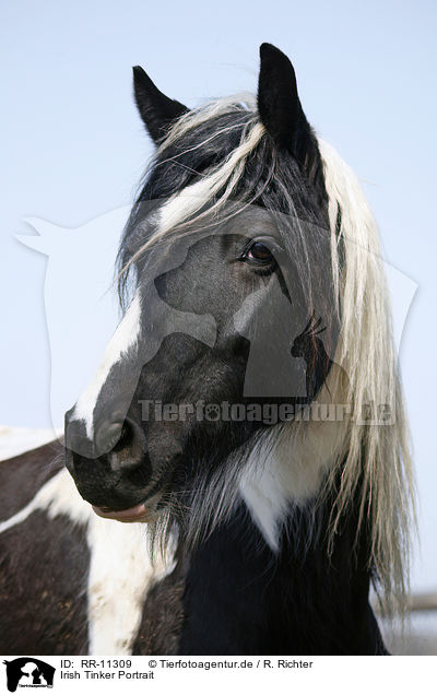 Irish Tinker Portrait / Irish Tinker Portrait / RR-11309