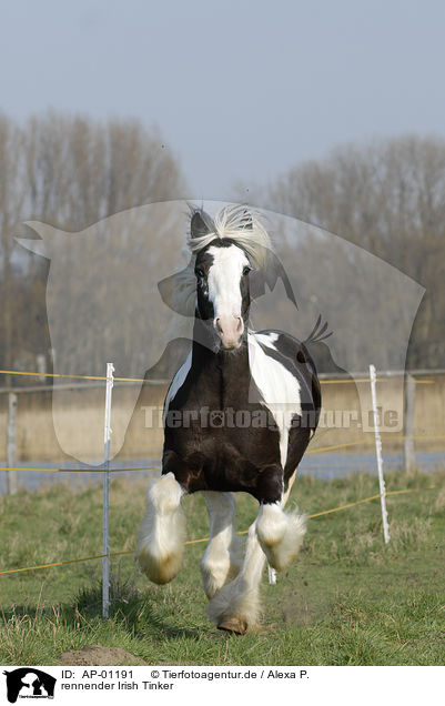 rennender Irish Tinker / running Irish Tinker / AP-01191