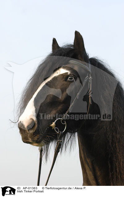 Irish Tinker Portrait / Irish Tinker Portrait / AP-01363